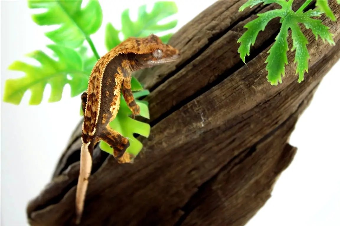 batch_batch_img_7668