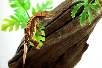 batch_batch_img_7668