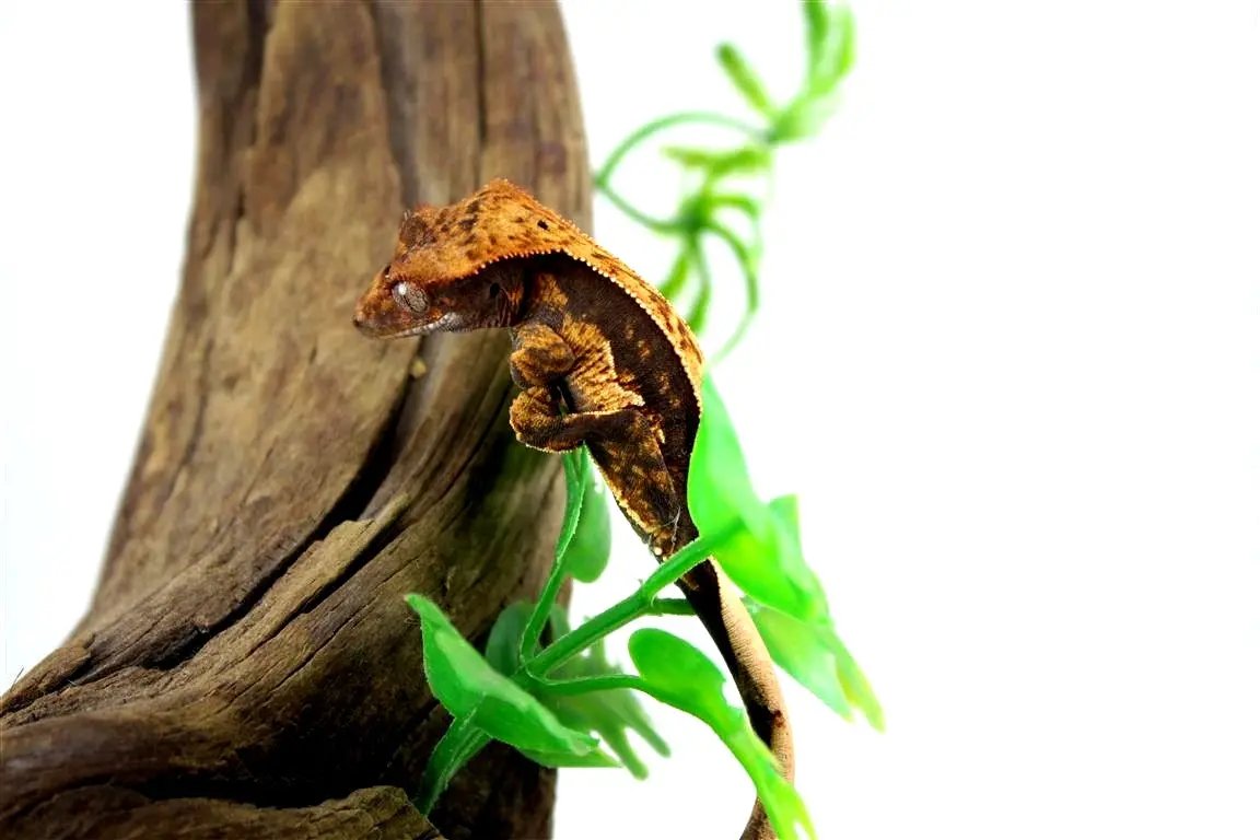 batch_batch_img_7669