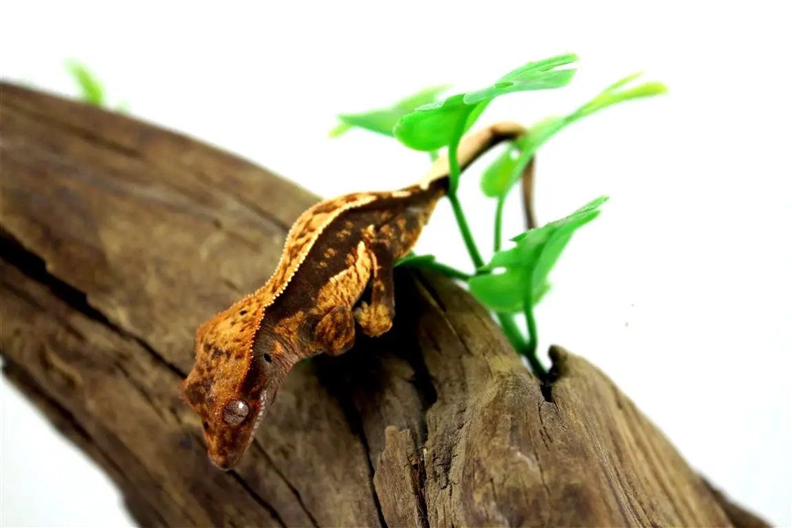 batch_batch_img_7670