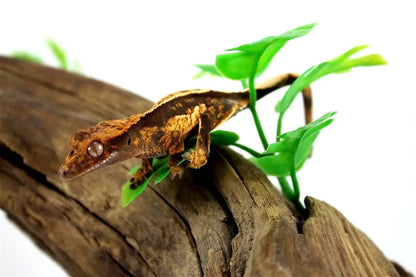 batch_batch_img_7671