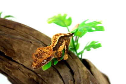 batch_batch_img_7672