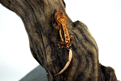 batch_batch_img_7673