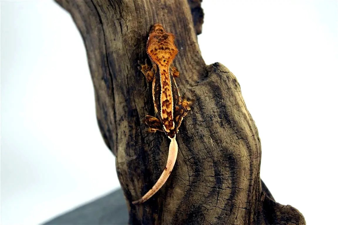 batch_batch_img_7674