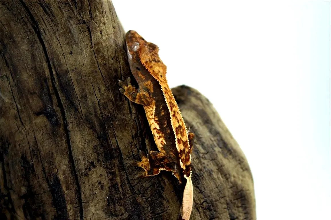 batch_batch_img_7675