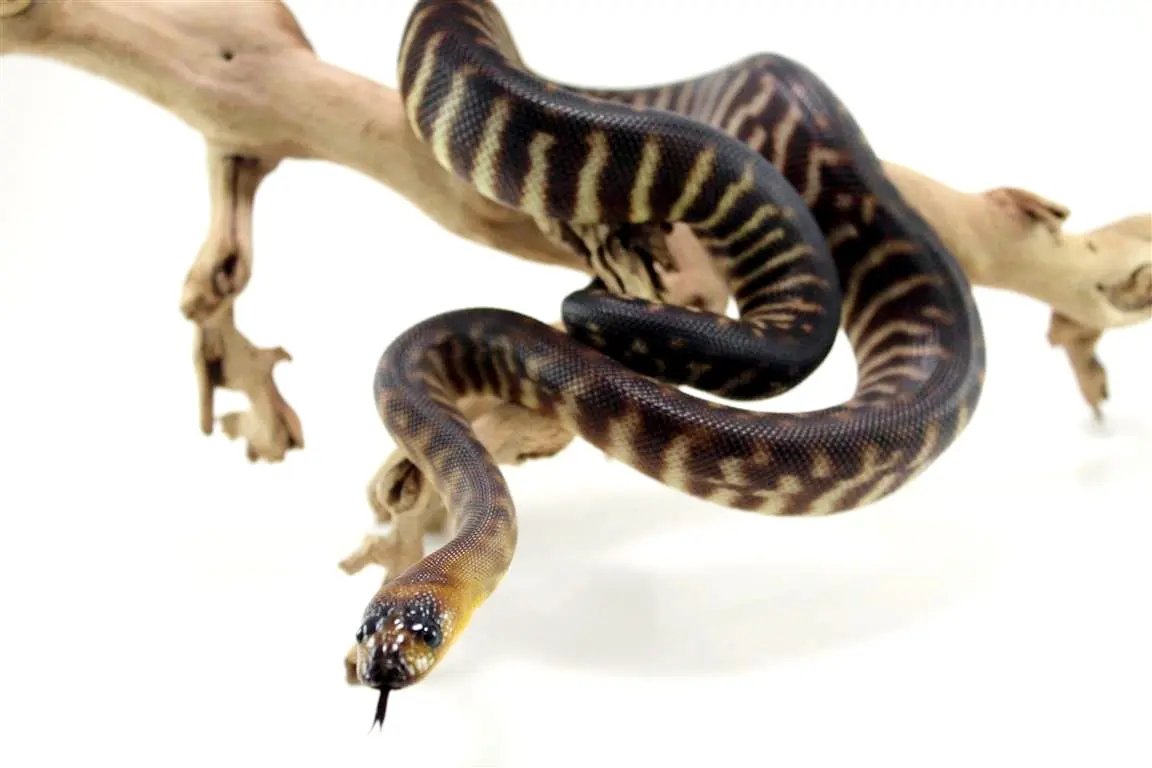 Northern X Southern Woma Python – All Reptiles