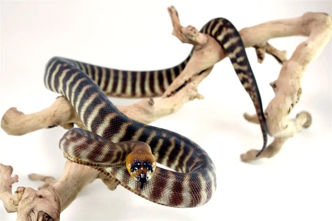 Northern X Southern Woma Python - All Reptiles
