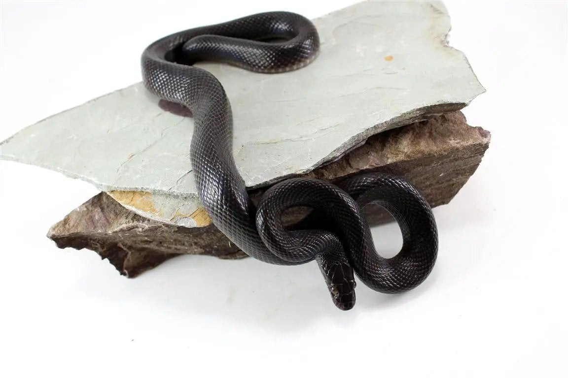 African House Snake - Black Phase - All Reptiles