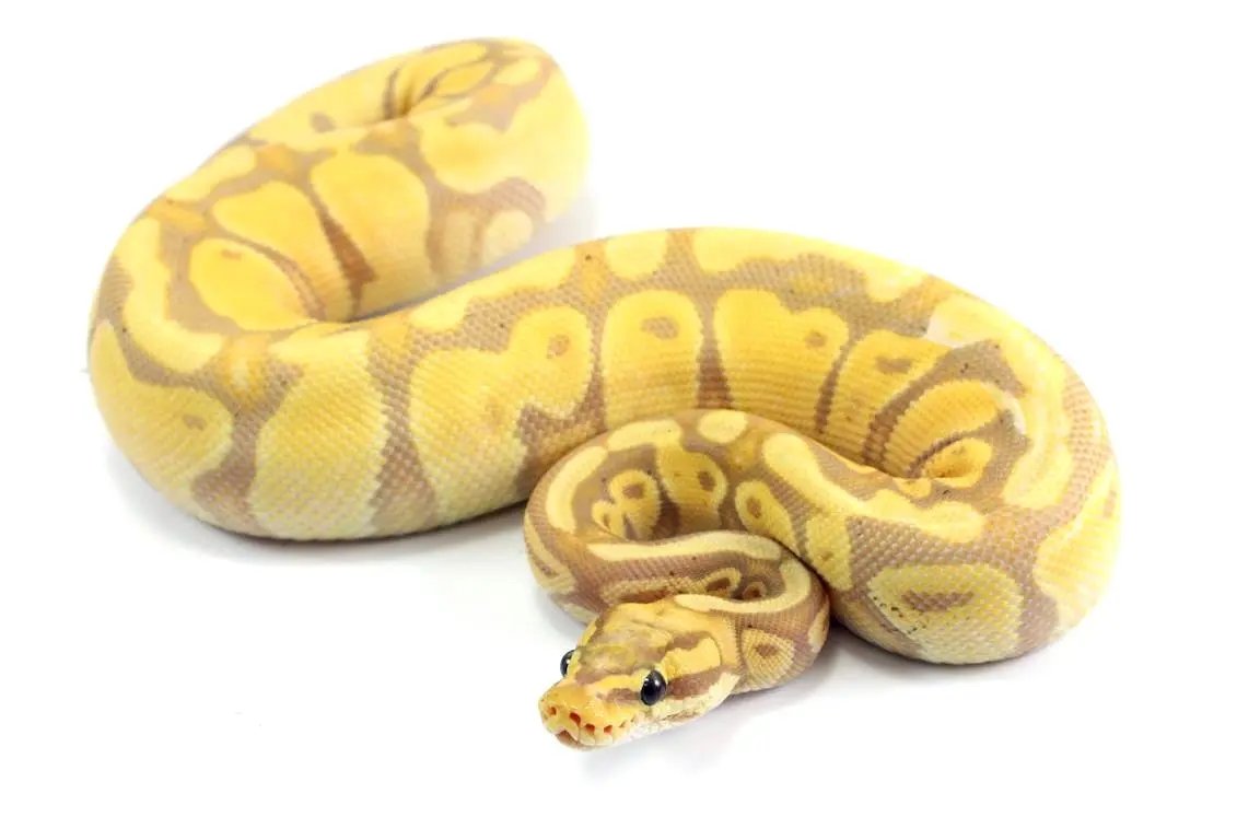 Enchie Python Pastel Banana Enchi Ball Python – All Reptiles
