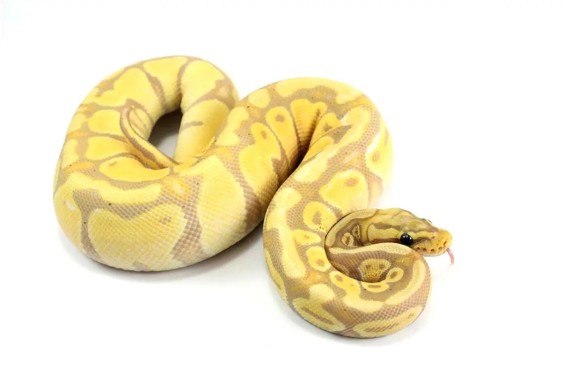 Pastel Banana Enchi Ball Python – All Reptiles