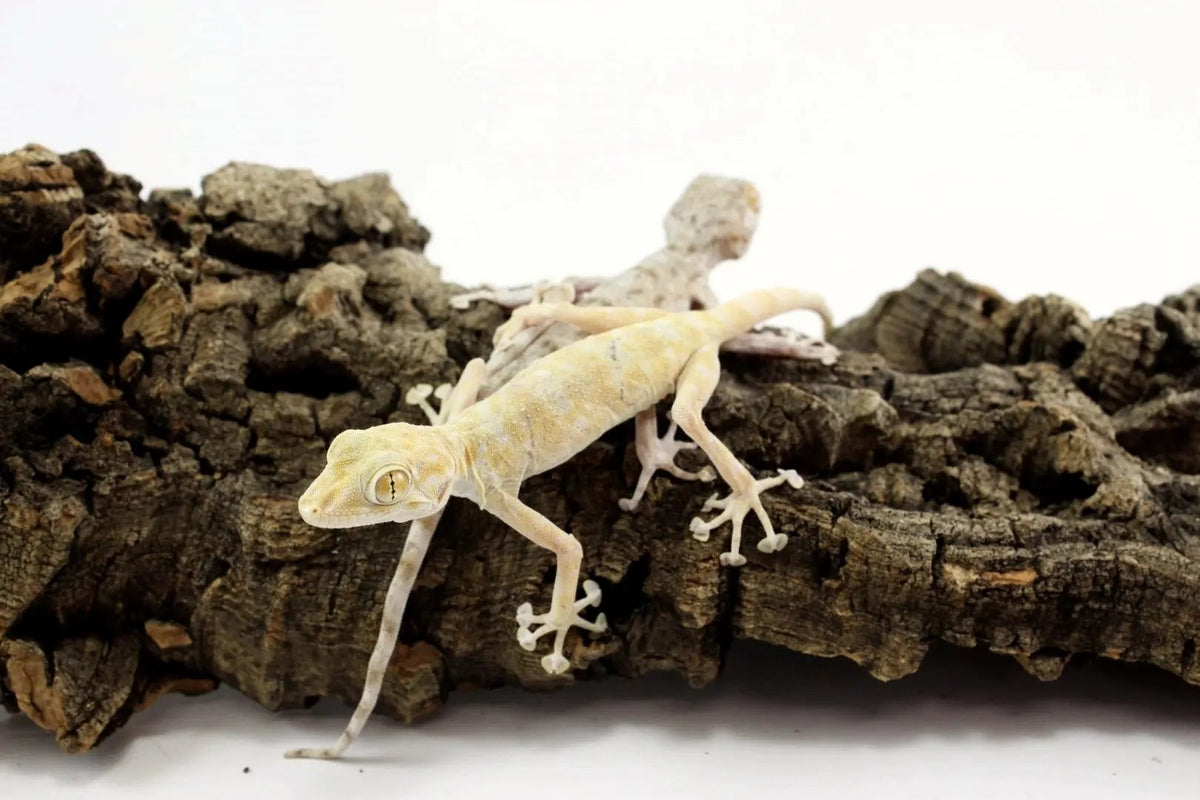 Fan Footed Gecko - All Reptiles