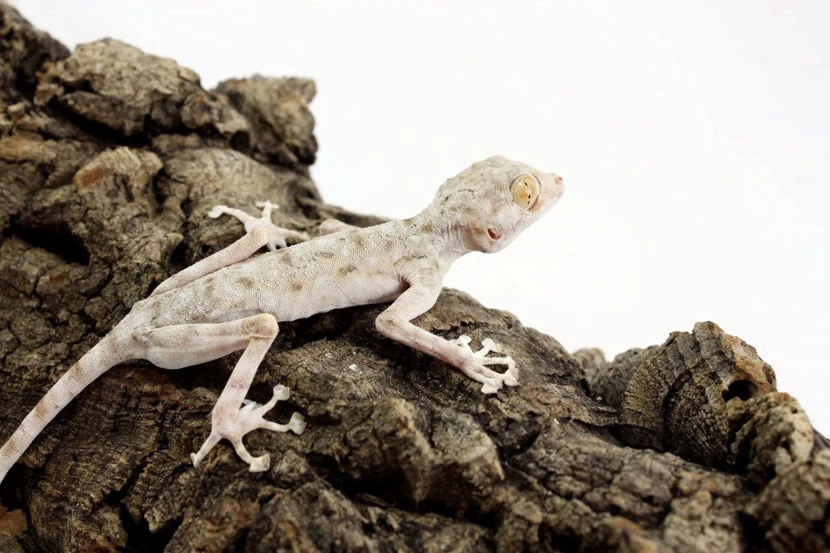 Fan Footed Gecko - All Reptiles