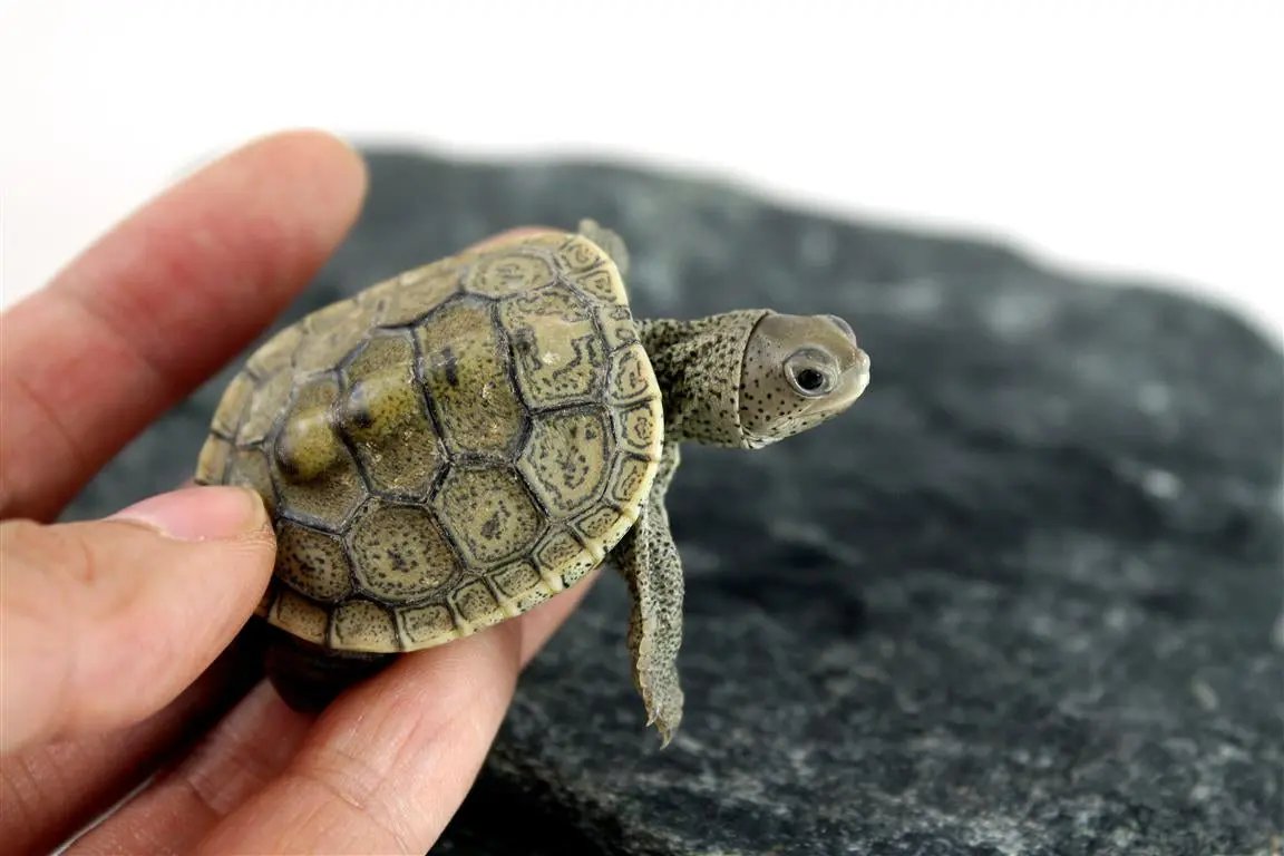 Ornate Diamondback Terrapin All Reptiles