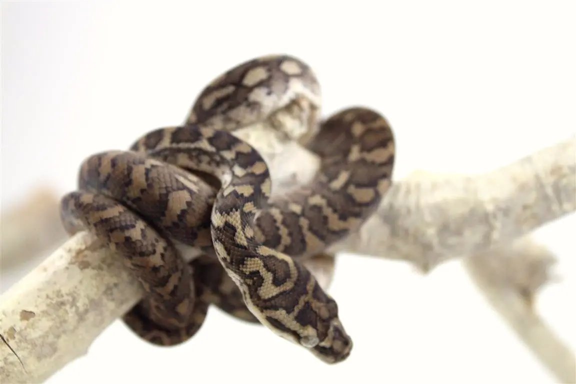 Coastal Carpet Python - All Reptiles