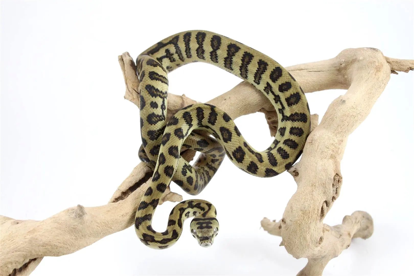 High Yellow Jungle Jaguar Carpet Python - All Reptiles