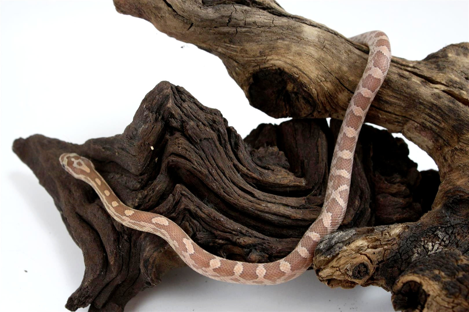 Ghost Corn Snake – All Reptiles
