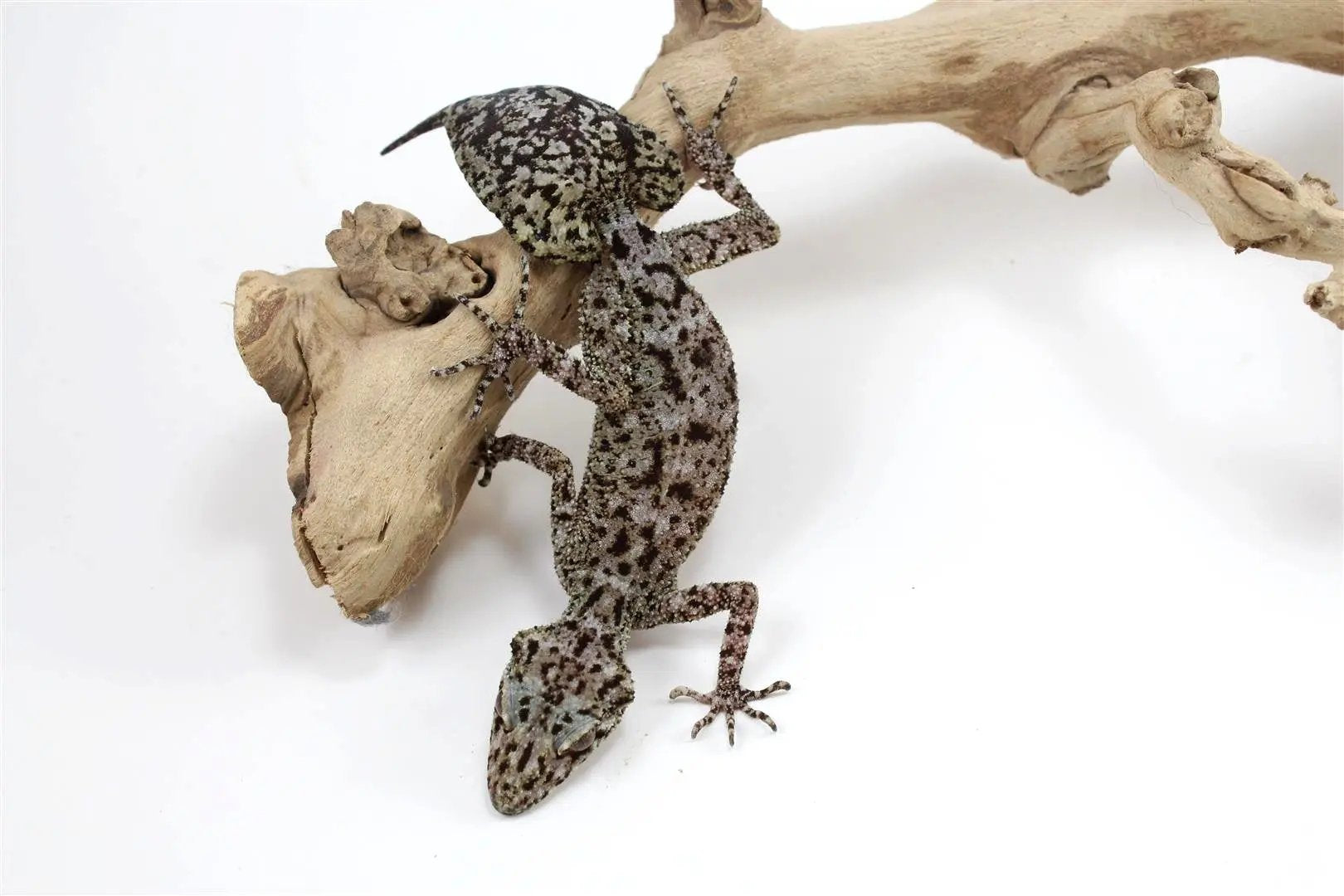 CB Australian Riverine Leaf Tail Gecko - All Reptiles