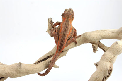 batch_img_8445_1