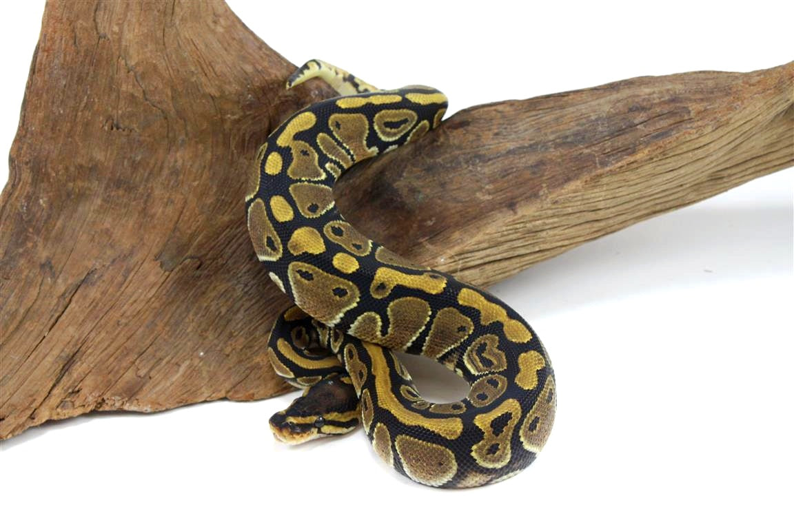 Classic Ball Python - All Reptiles