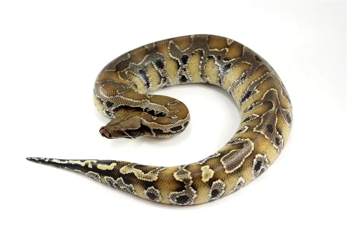 Borneo Blood Python All Reptiles
