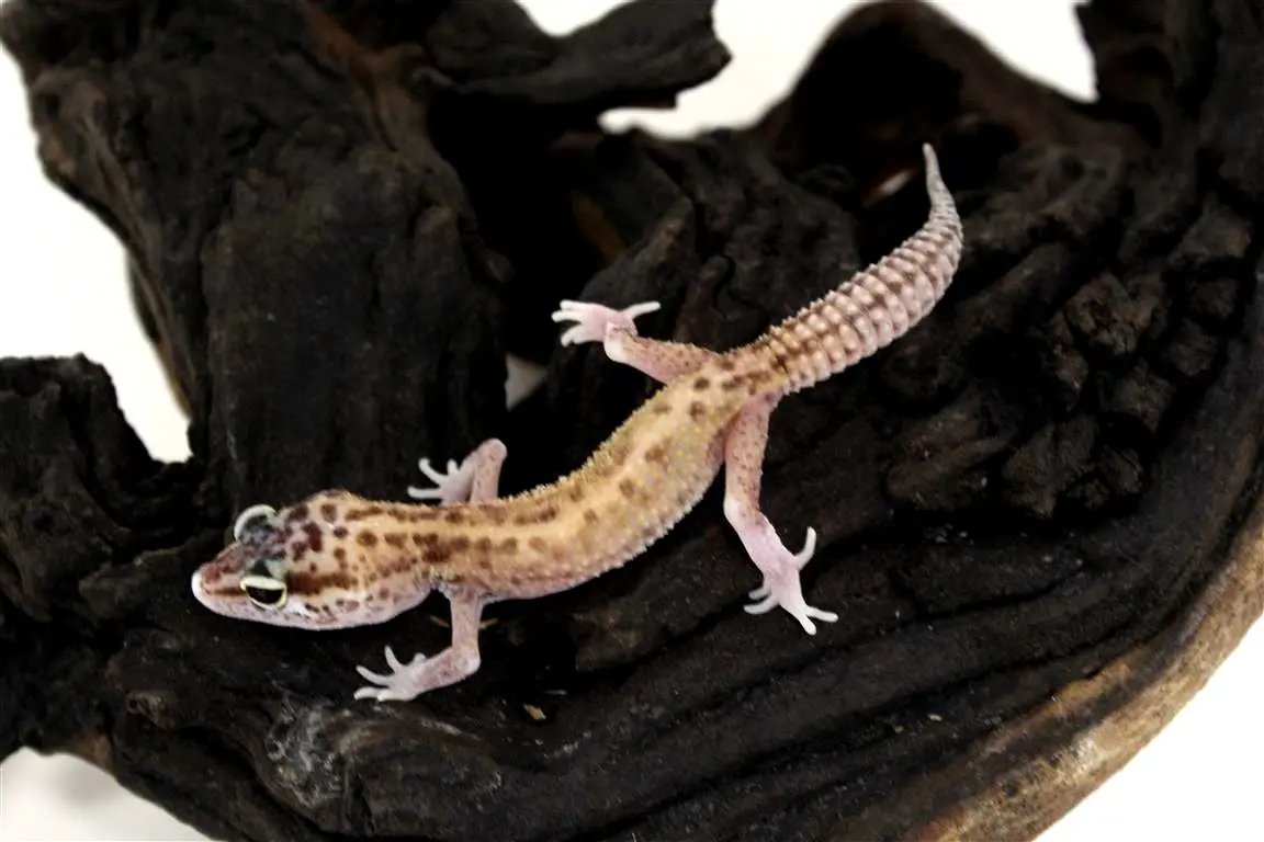 Mack Snow RAPTOR Leopard Gecko – All Reptiles
