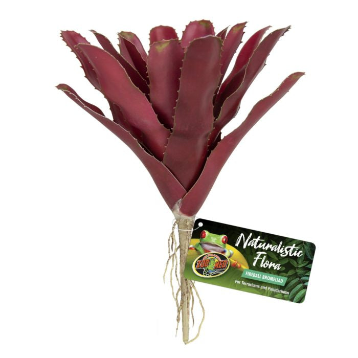 bu-60_fireball-bromeliad_front-700x700