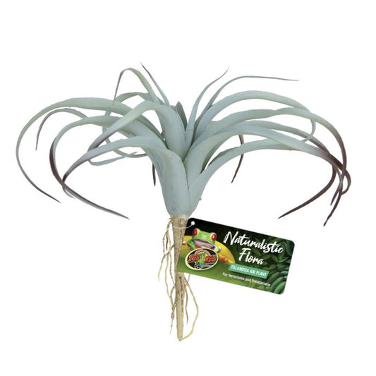 bu-64_tilandsia-air-plant_front-700x700