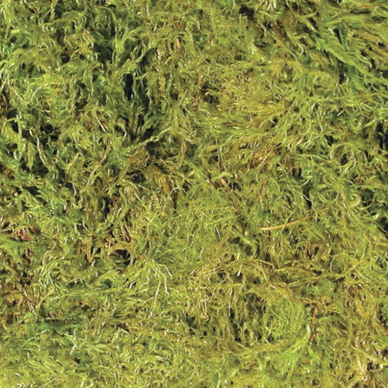cf2-terrarium-moss-sample