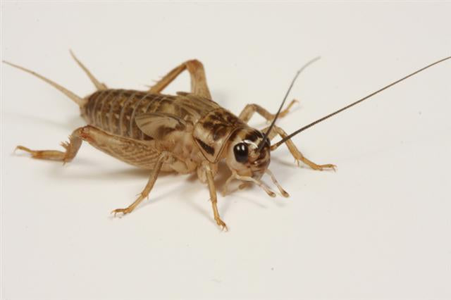 cricket1