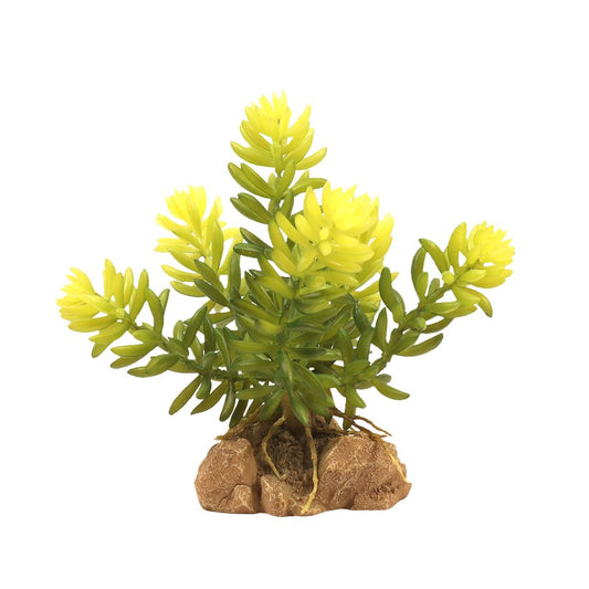 ZM Desert Flora Burro's Tail