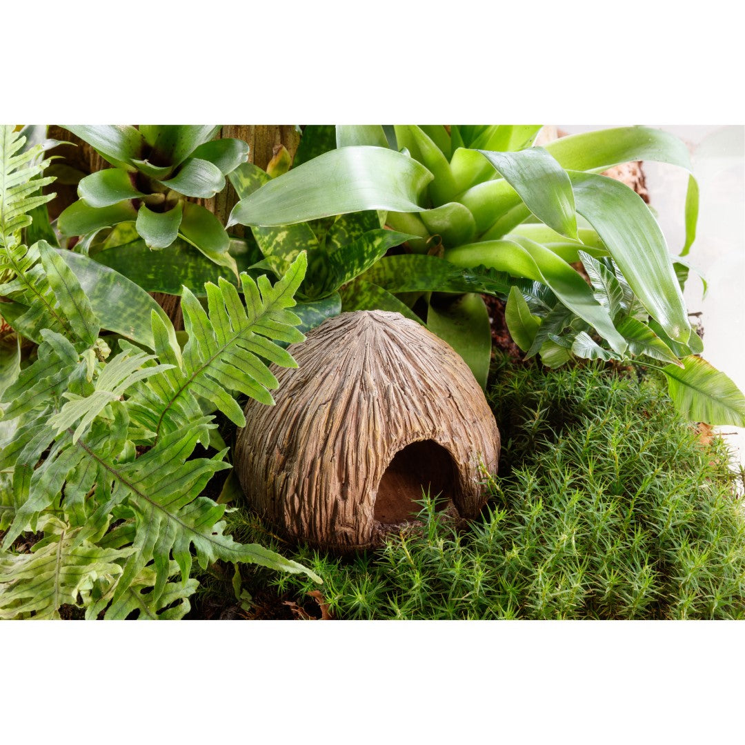 exoterra-pt2876-coconutcavenestegglayinghide-b-international