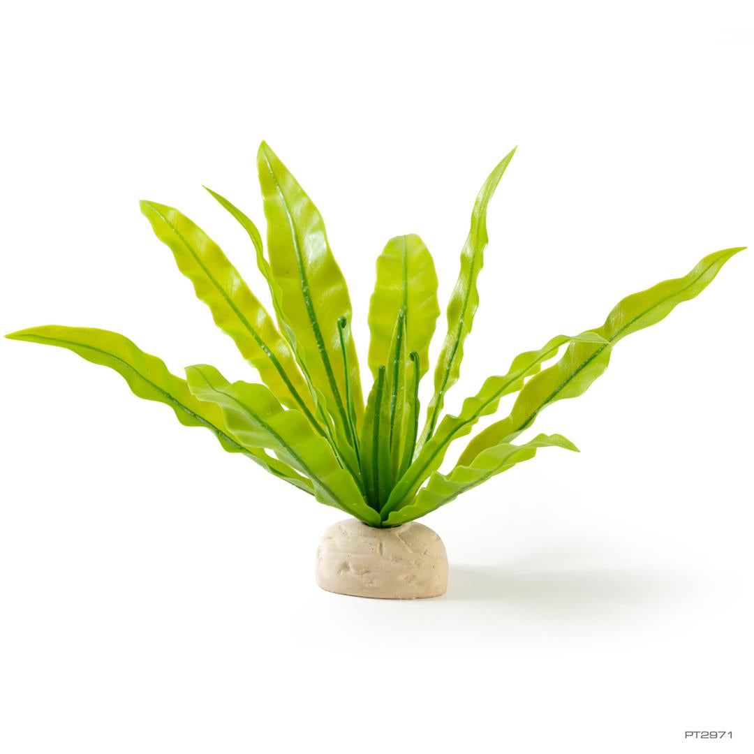 exoterra-pt2971-birdsnestfern-p-int