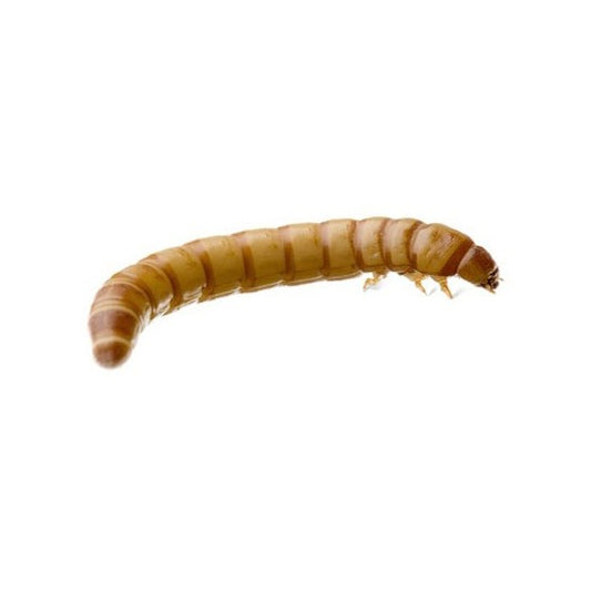 Jumbo Mealworms