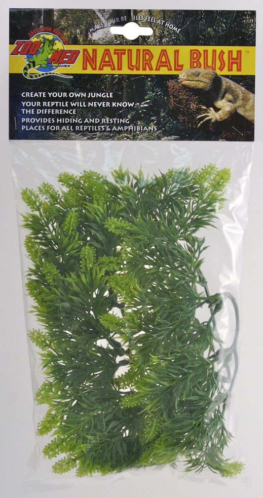ZM Malaysian Fern