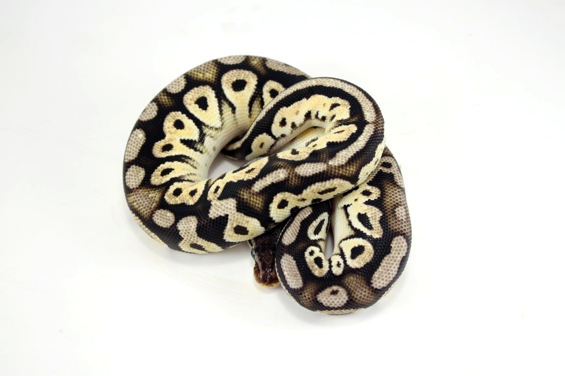 Pewter Fire Ball Python - All Reptiles