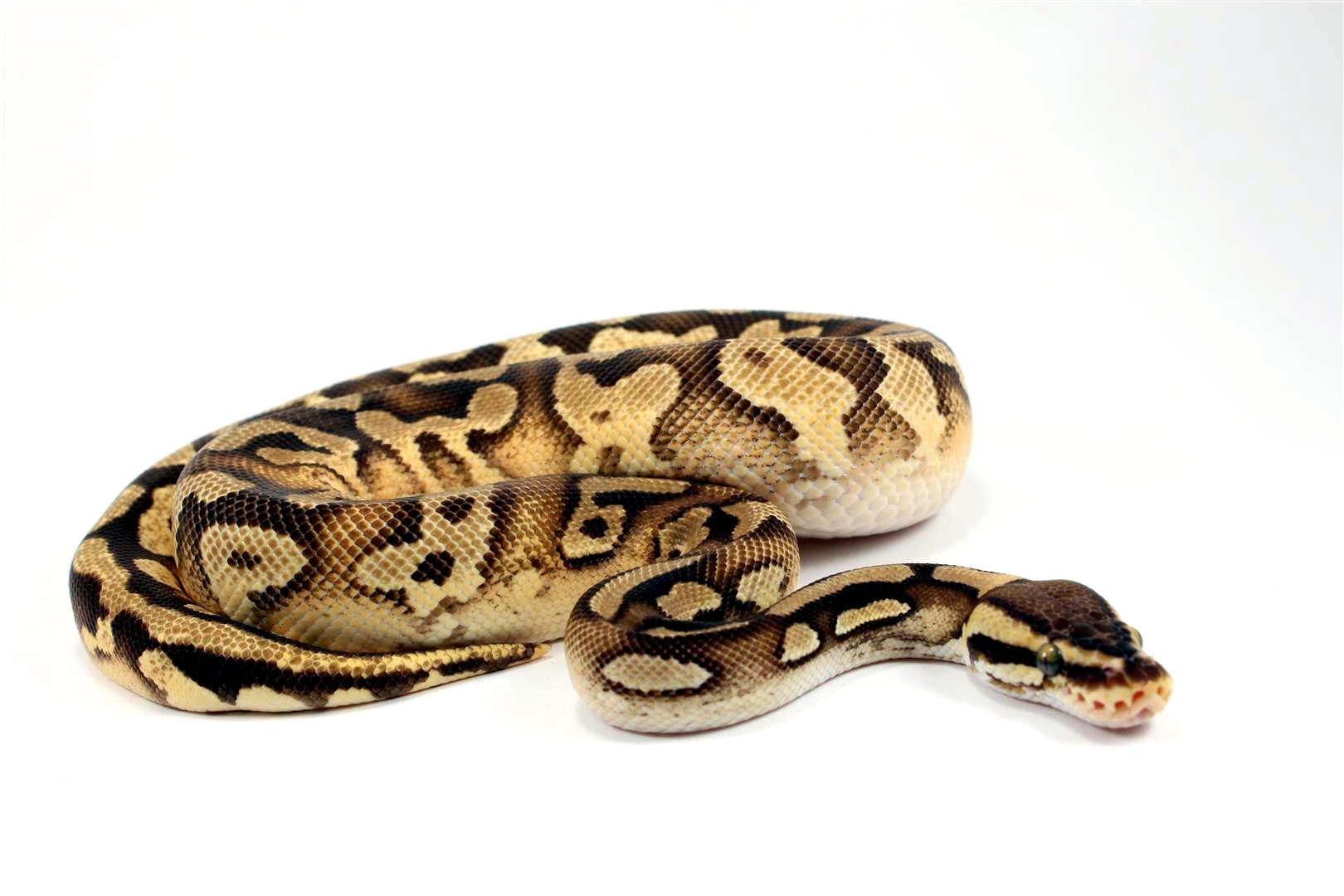 lesser poss yellow belly asphalt female ball python by... Pastel Enchi Yellow Belly/Asphalt Ball Python - All Reptiles