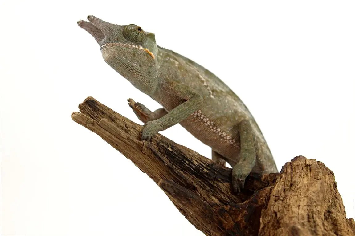 Discover Amazing Chameleons | Reptiles Archive – All Reptiles