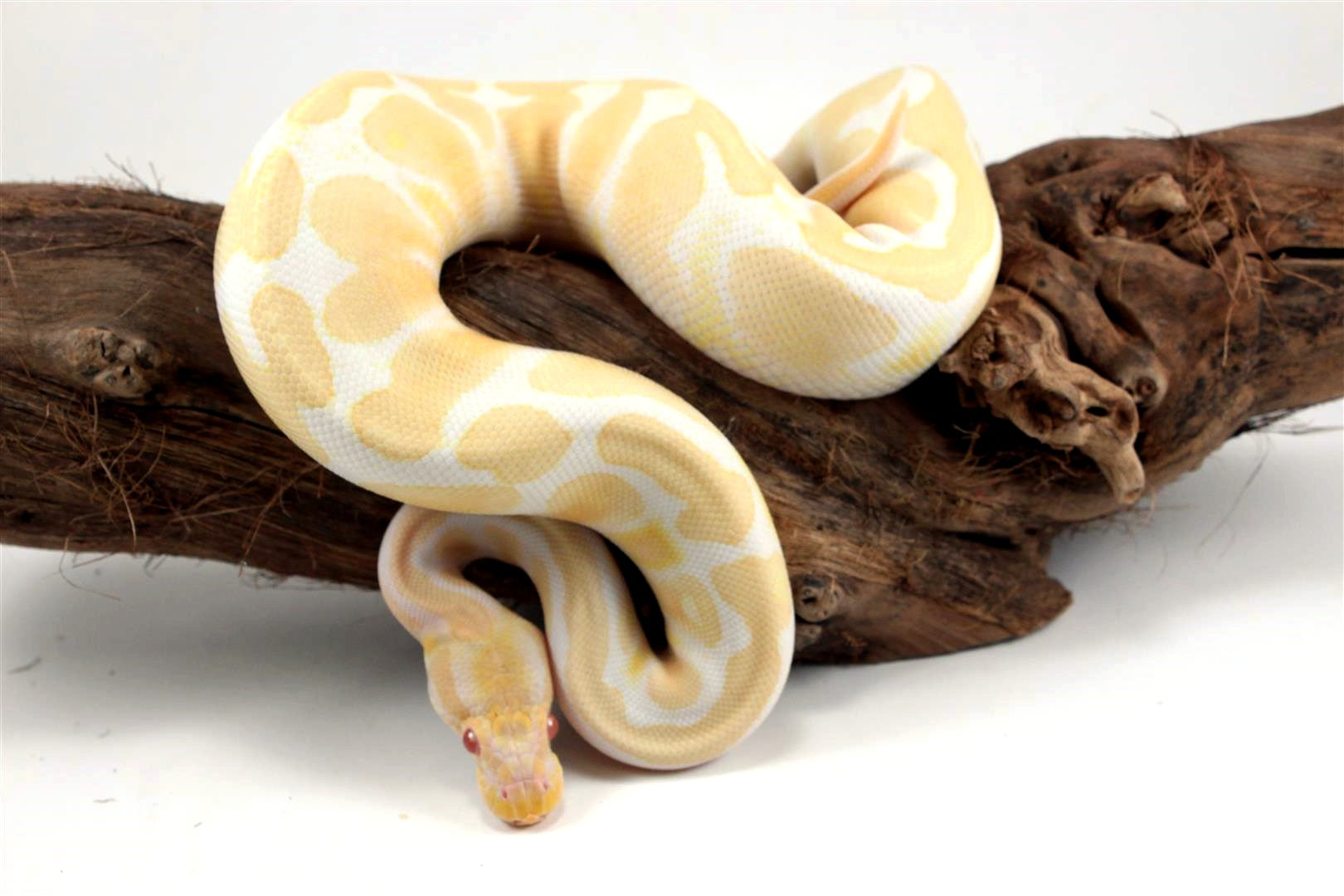 Albino Banana Ball Python - All Reptiles