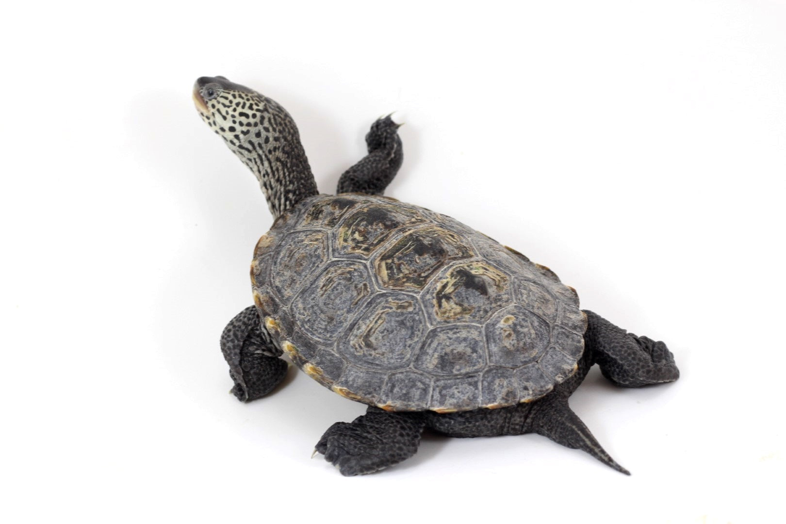 Turtles: Amazing Reptiles Explored – All Reptiles - Main Image