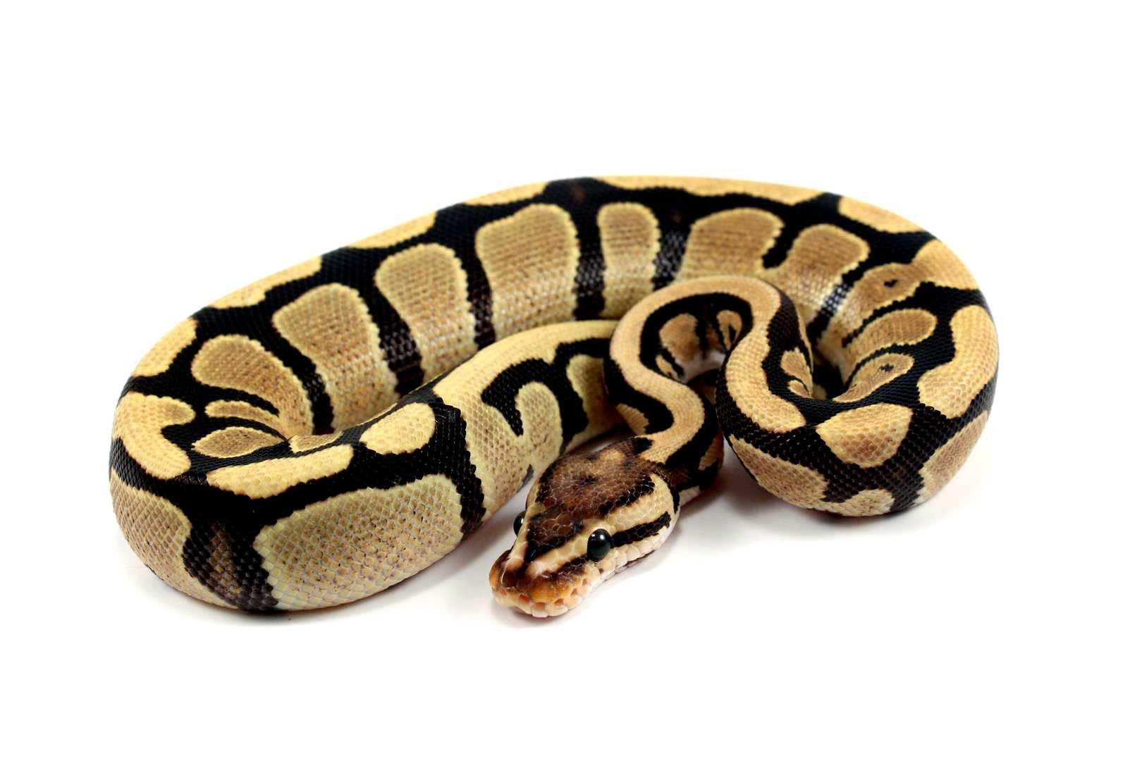 Firemon Python Snake Fire Ball Python - All Reptiles