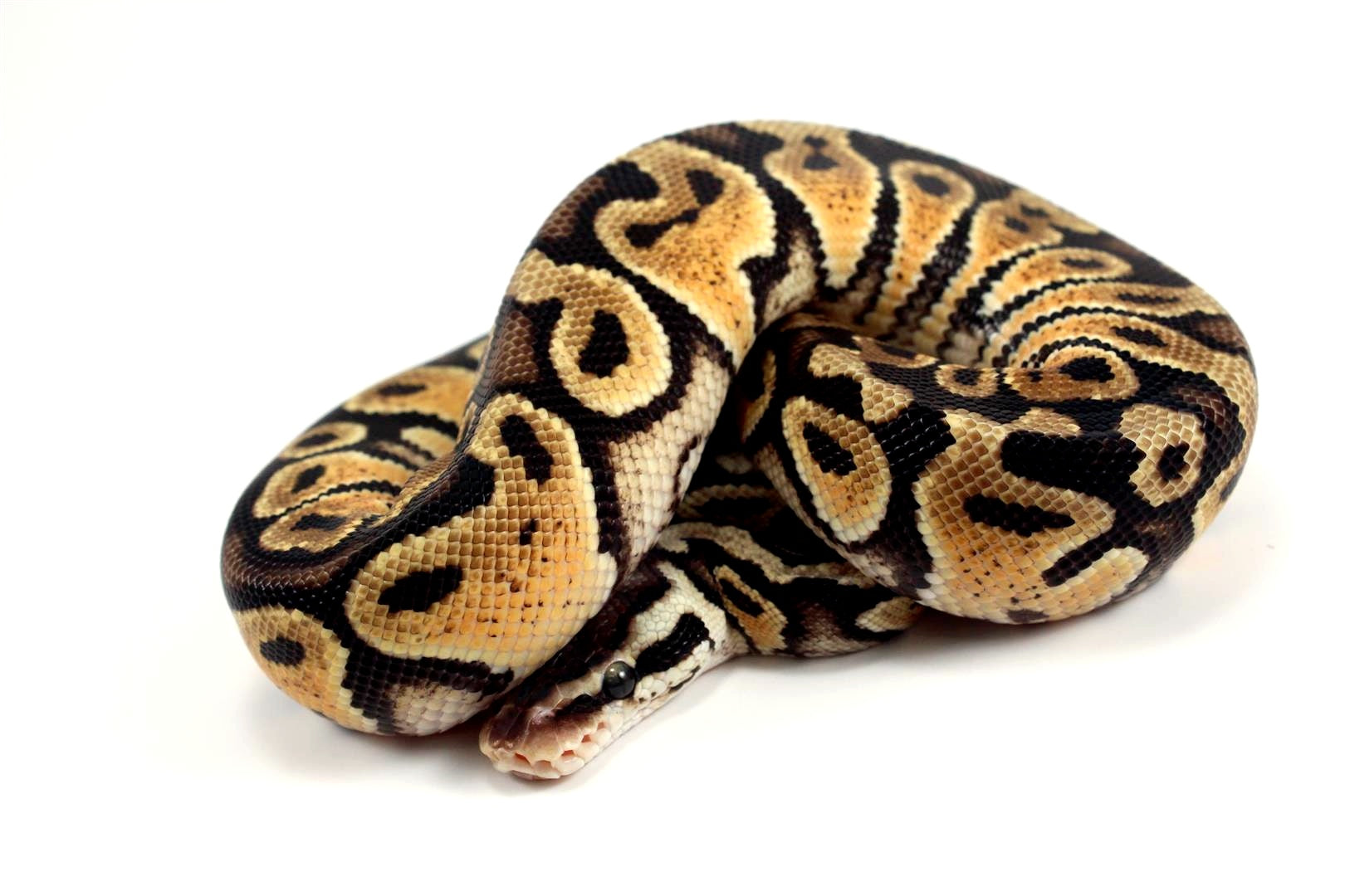 Pastel+ Ball Python – All Reptiles