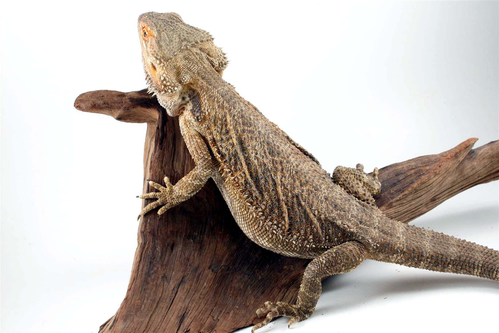 Adult Bearded Dragon All Reptiles - Main Image