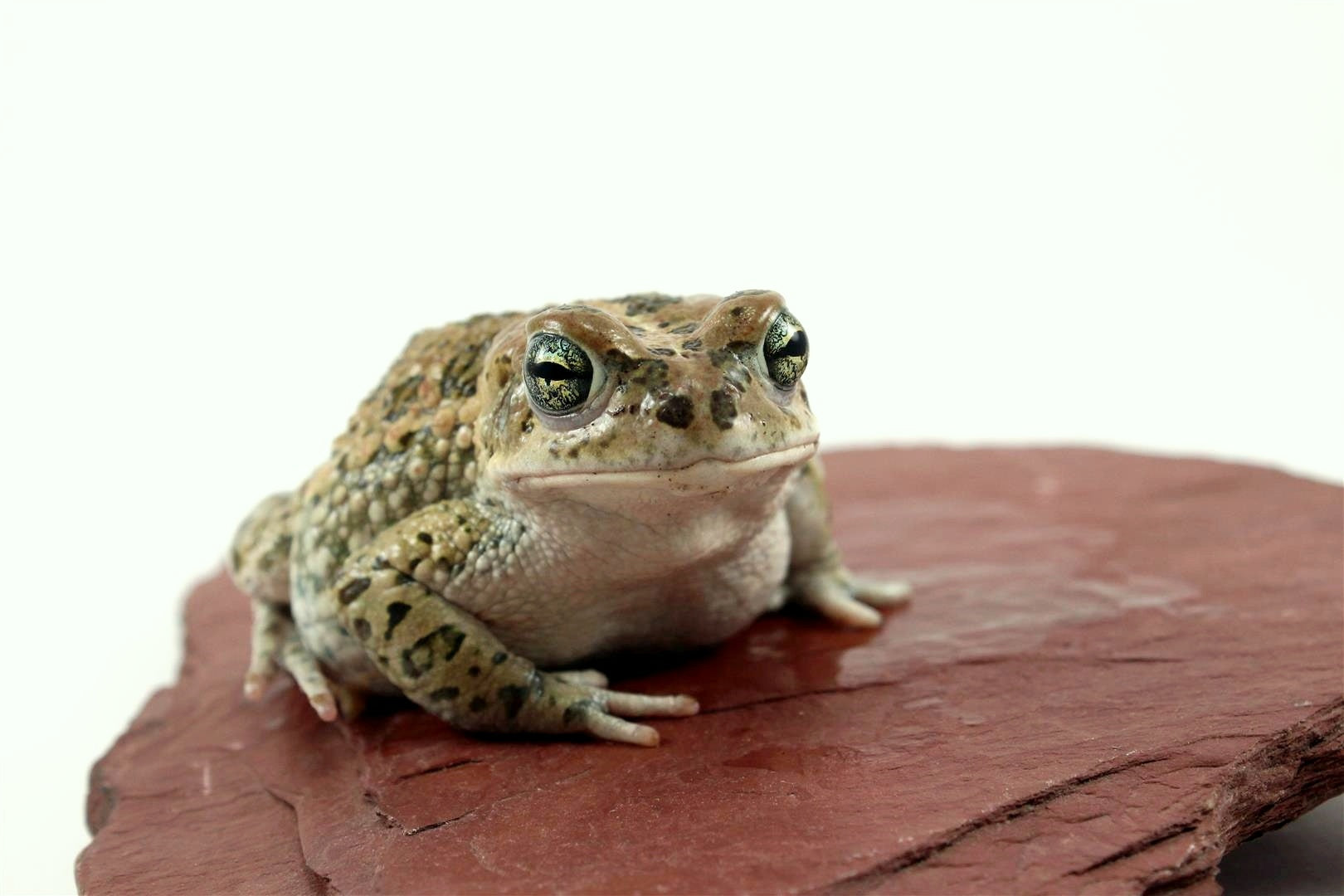 African Green Toad - All Reptiles