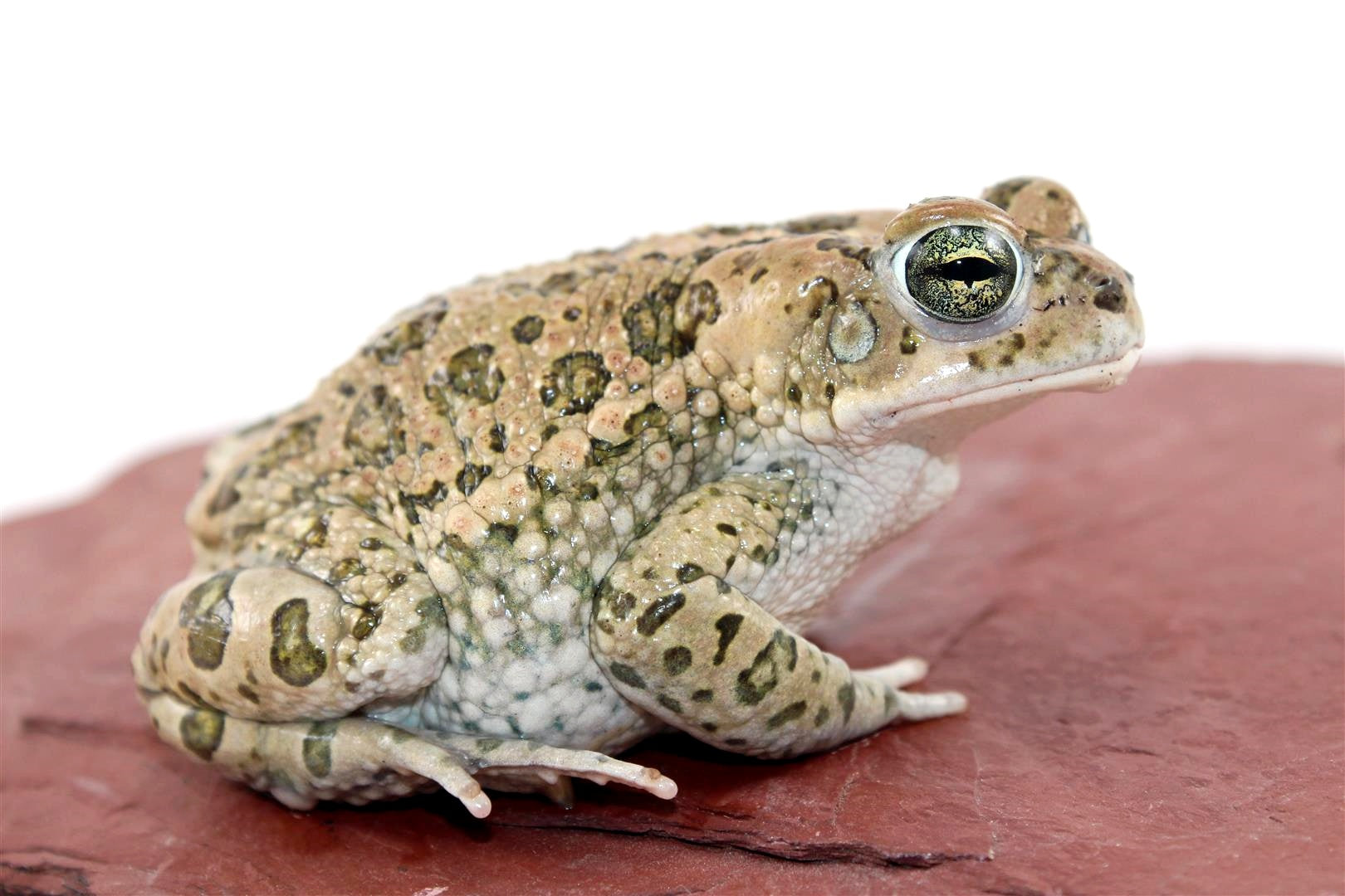 African Green Toad - All Reptiles