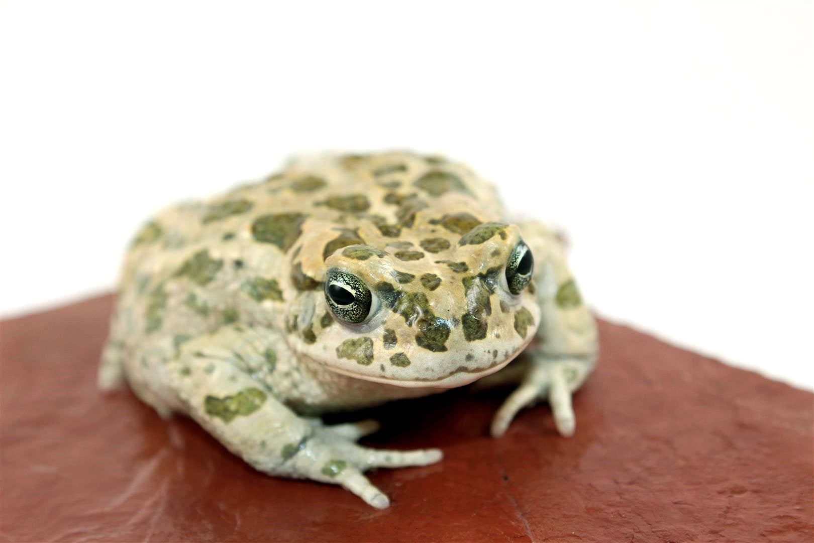 African Green Toad - All Reptiles