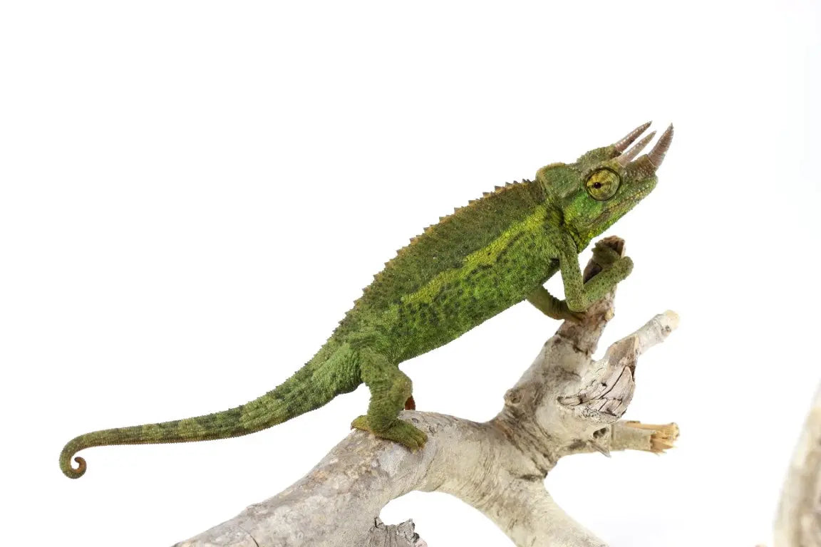 タウカン Town&Country Chameleon 5’9” Discover Chameleons: Nature's Colorful Masters – All Reptiles