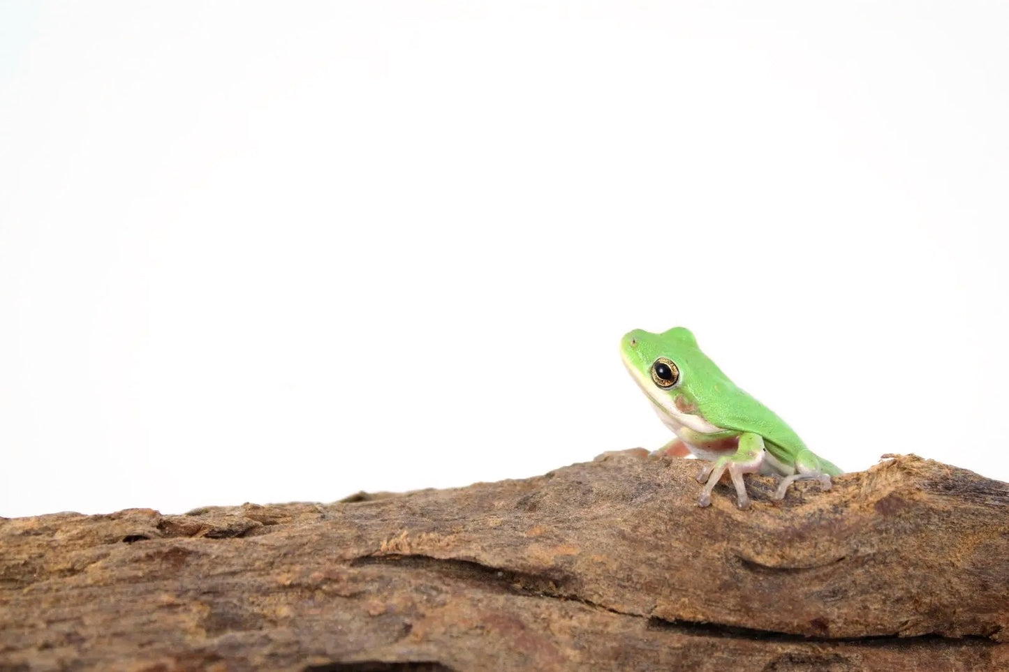 Green Tree Frogs