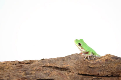 Green Tree Frogs