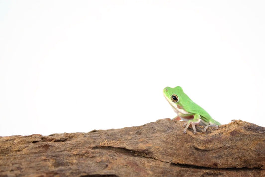 Green Tree Frogs