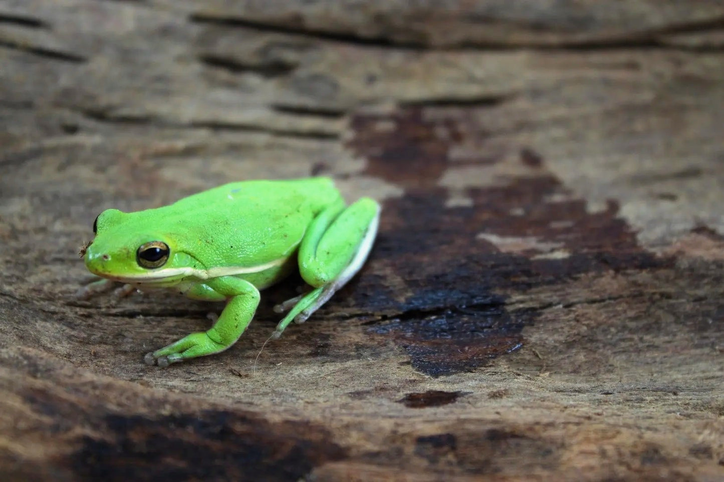 Green Tree Frogs